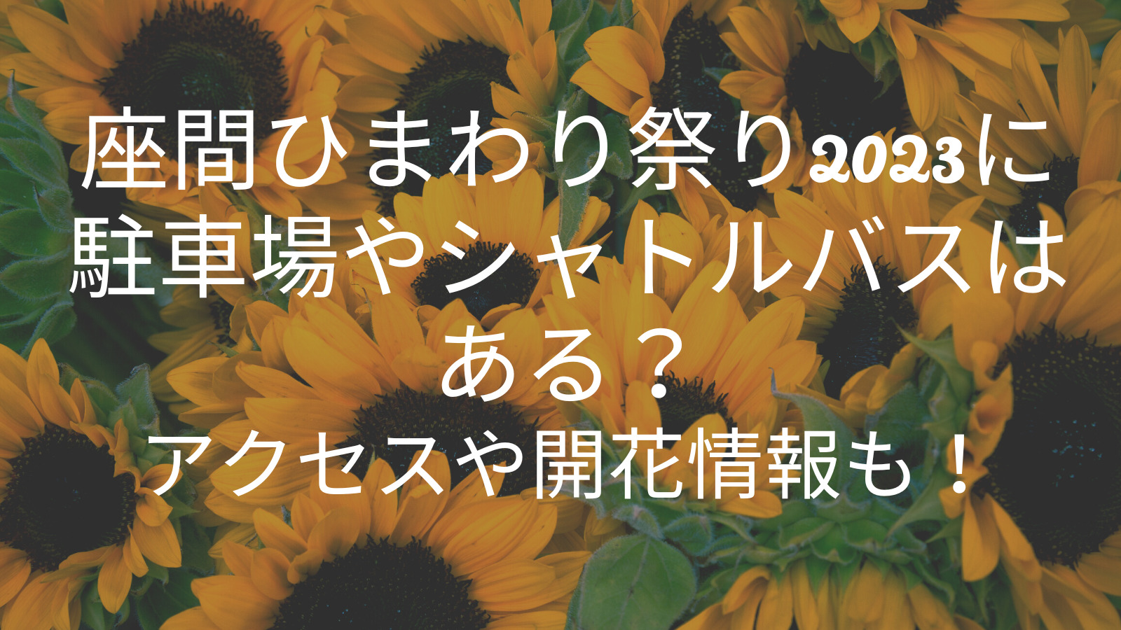 座間ひまわり畑2023に駐車場やシャトルバスはある？アクセスや開花情報も！