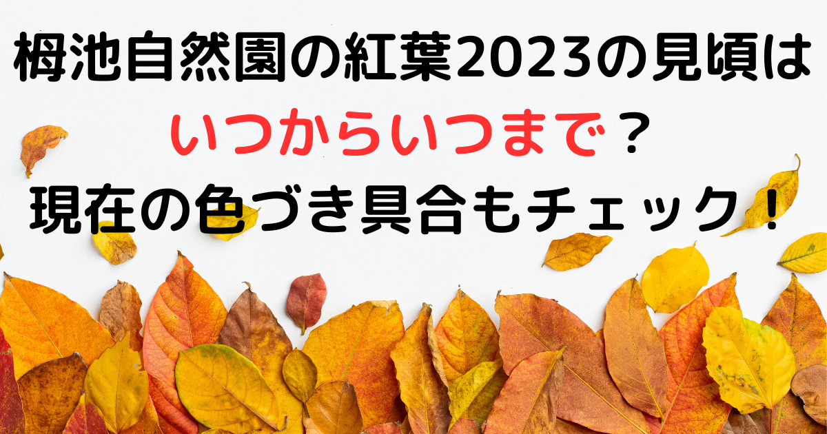 栂池自然園の紅葉2023の見頃はいつまで？現在の色づき具合は？